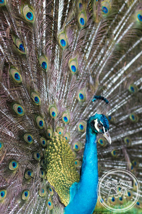 KL Bird Park - Extremely Proud Peacock